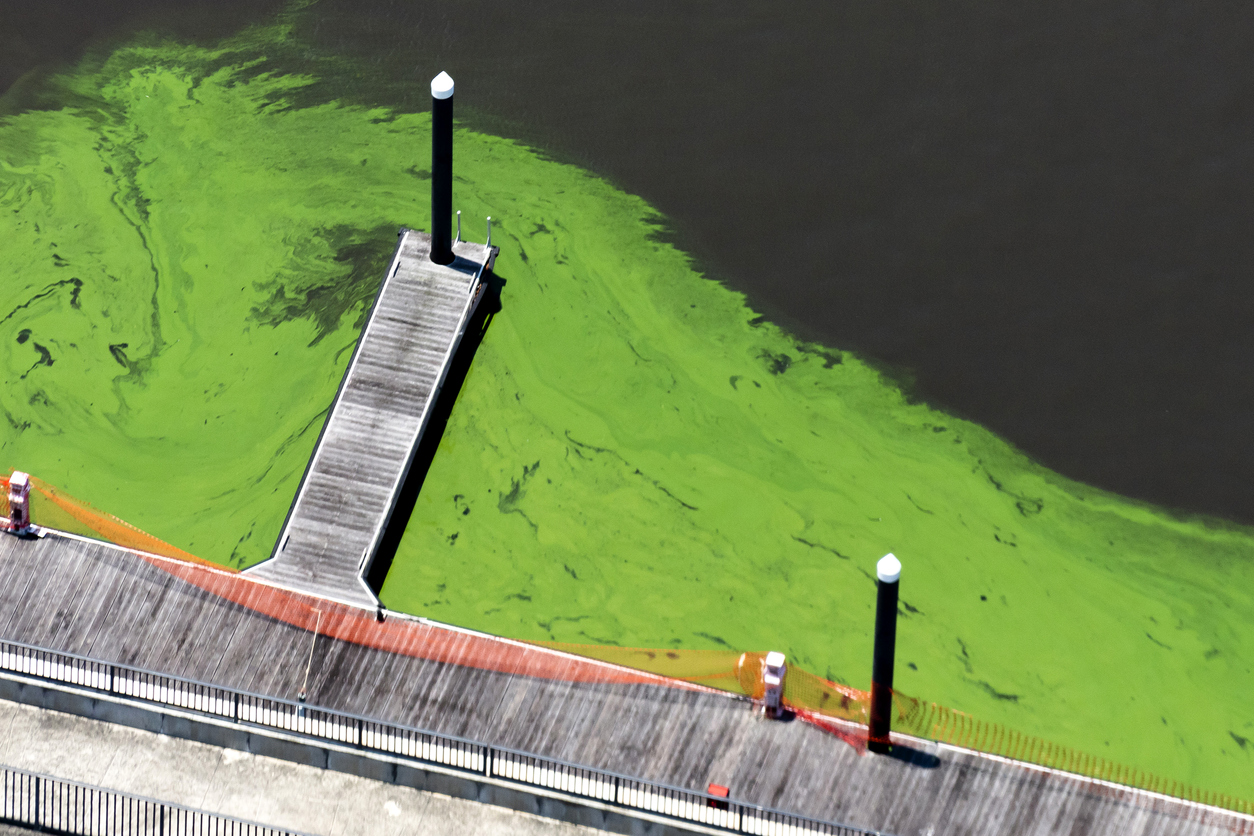 image of Algae Blooms